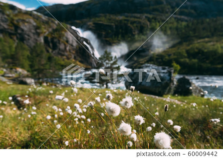 Kinsarvik, Hordaland, Norway. Norwegian Landscape With Mountains Cotton Grass, Cotton-grass Or Cottonsedge Eriophorum And Waterfall Nykkjesoyfossen On Background. Hardangervidda Mountain Plateau Kinsarvik, Hordaland, Norway. Norwegian Landscape With Mountains Cotton Grass, Cotton-grass Or Cottonsedge Eriophorum And Waterfall Nykkjesoyfossen On Background. Hardangervidda Mountain Plateau 60009442
