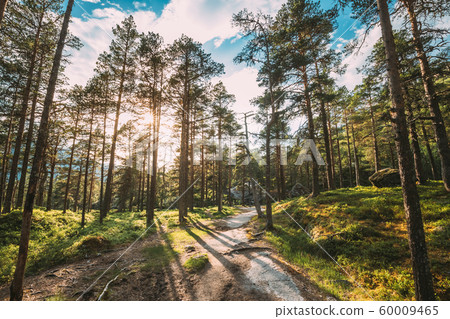 Kinsarvik, Hordaland, Norway. Sun Sunshine Summer Through Pine Tree Branches. Forest In Hardangervidda Mountain Plateau. Famous Norwegian Landmark And Popular Destination 60009465