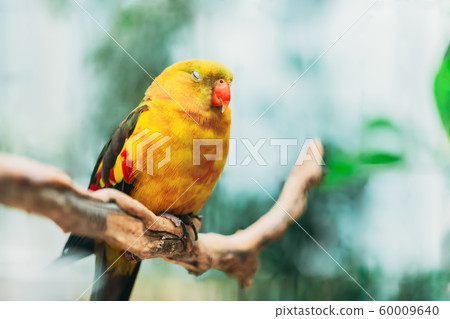 Sleeping Yellow Regent Parrot Or Rock Pebbler. Birds Can Be Trained.Wild Bird 60009640