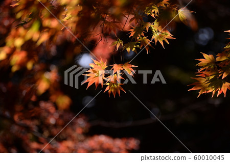 Autumn leaves Autumn leaves 60010045