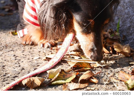 Stroll, fallen leaves, sniffing dog Stroll, fallen leaves, sniffing dog 60010063