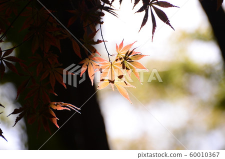 Tree-shaded maple Tree-shaded maple 60010367