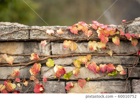 石橋常春藤秋葉 石橋常春藤秋葉 60010752
