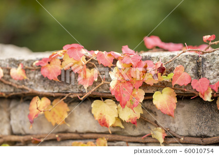 Ishiboshi Ivy Autumn Leaves Ishiboshi Ivy Autumn Leaves 60010754