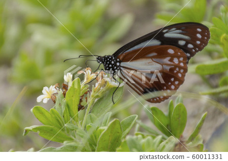 Asagi madara 60011331