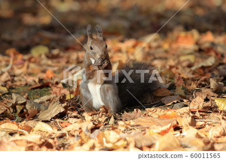 Ezoris in fall 60011565