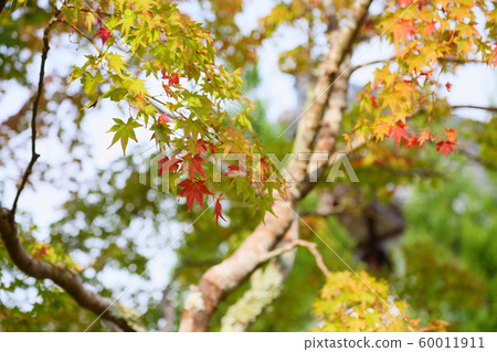 Autumn leaves of Irohamomori 60011911