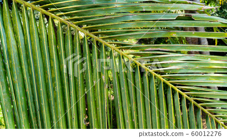 palm leaf branch closeup background 60012276