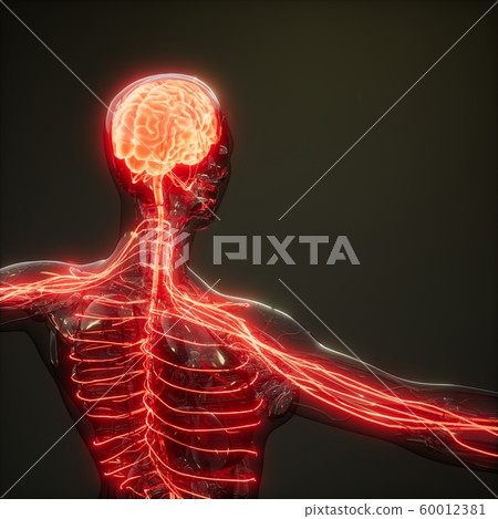 Human Brain Radiology Exam Human Brain Radiology Exam 60012381