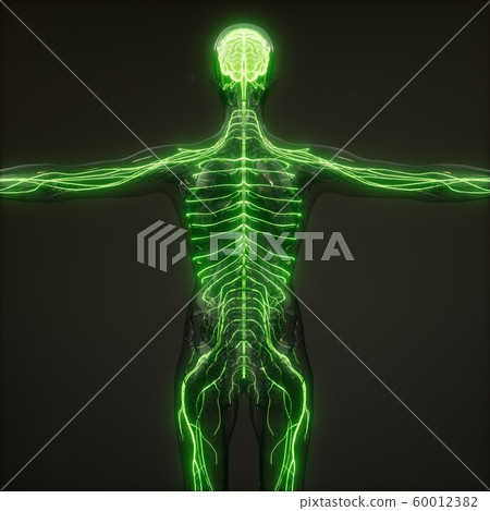 Human Brain Radiology Exam Human Brain Radiology Exam 60012382