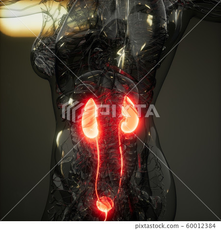 Science Anatomy Scan Of Human Kidneys Science Anatomy Scan Of Human Kidneys 60012384