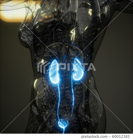 Science Anatomy Scan Of Human Kidneys 60012385