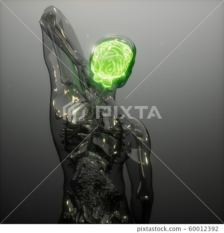 Human Brain Radiology Exam - Stock Illustration [60012392] - PIXTA