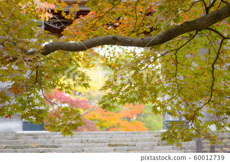 紅楓葉久保田城堡 紅楓葉久保田城堡 60012739