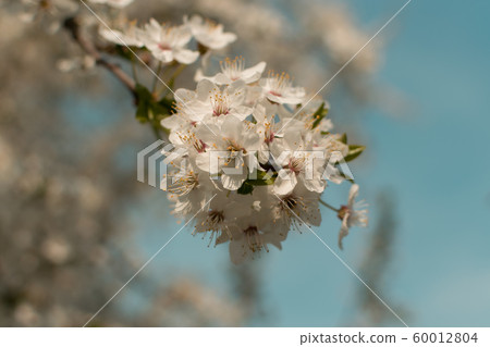 Beautiful Blossom Cherry Tree Flowers and Buds 60012804