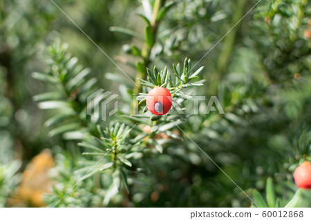 Blurred macro photo of decorative garden Taxus Blurred macro photo of decorative garden Taxus 60012868