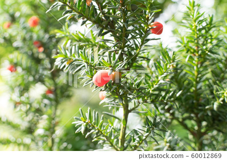 Blurred macro photo of decorative garden Taxus Blurred macro photo of decorative garden Taxus 60012869