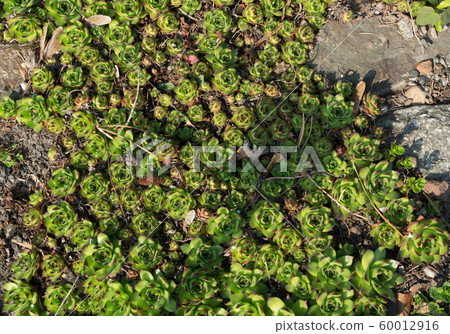 Sempervivum charadzeae, houseleeks or liveforever 60012916