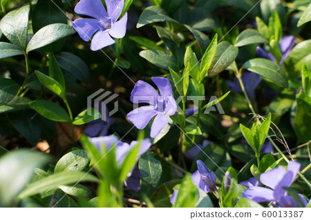 Blue botanical periwinkle plant or vinca minor 60013387