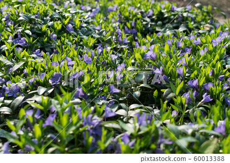 Blue botanical periwinkle plant or vinca minor 60013388