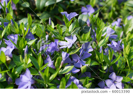 Blue botanical periwinkle plant or vinca minor 60013390