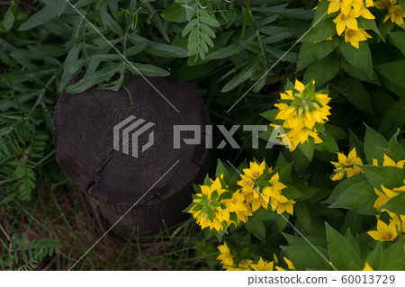 Yellow bells flowers of Lysimachia punctata in Yellow bells flowers of Lysimachia punctata in 60013729