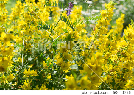 Yellow bells flowers of Lysimachia punctata in 60013736