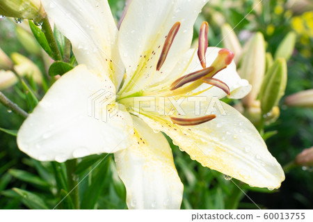 Macro shot of beautiful white lily flowers or 60013755