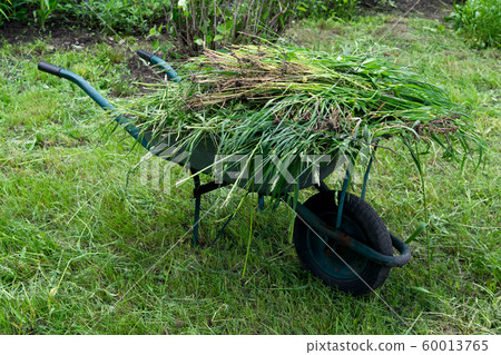 Vintage garden cart with freshly cut green grass, 60013765