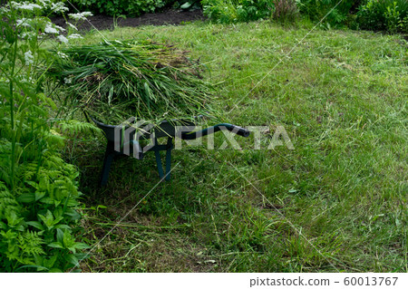 Vintage garden cart with freshly cut green grass, 60013767