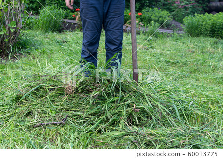 Cleaning of mowed grass with a rake and pile of 60013775