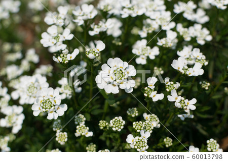 Candytuft flowers or blooming Iberis sempervirens 60013798