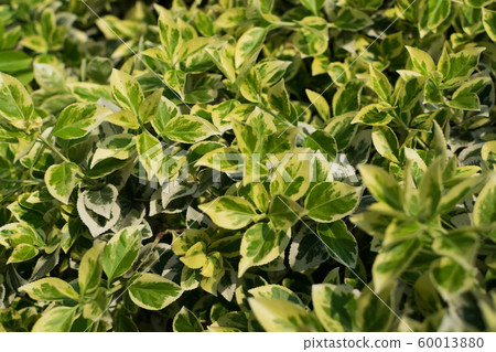 Euonymus fortunei, wintercreeper, spindle or Euonymus fortunei, wintercreeper, spindle or 60013880