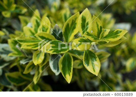 Euonymus fortunei, wintercreeper, spindle or 60013889