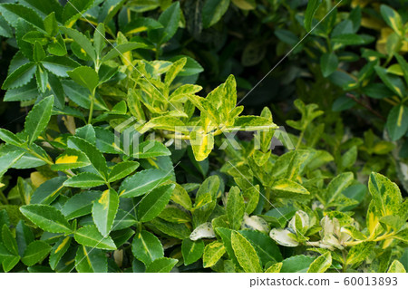 Euonymus fortunei, wintercreeper, spindle or 60013893