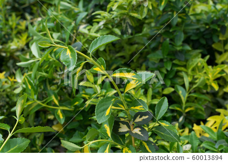 Euonymus fortunei, wintercreeper, spindle or 60013894