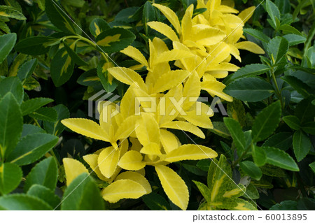 Euonymus fortunei, wintercreeper, spindle or 60013895