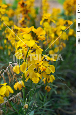 Erysimum cheiri flowers, Cheiranthus cheiri or 60013898