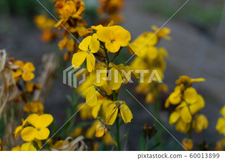 Erysimum cheiri flowers, Cheiranthus cheiri or Erysimum cheiri flowers, Cheiranthus cheiri or 60013899