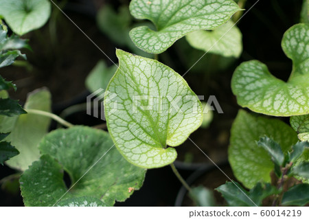 Blurred macro photo of decorative garden Brunnera 60014219