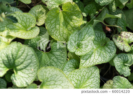 Blurred macro photo of decorative garden Brunnera 60014220