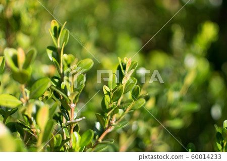 Decorative garden buxus sempervirens, box or 60014233