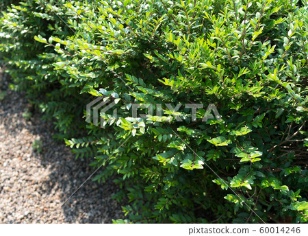 Lonicera pileata, privet honeysuckle or box-leaved Lonicera pileata, privet honeysuckle or box-leaved 60014246