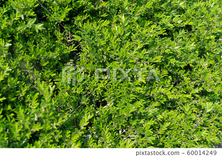 Lonicera pileata, privet honeysuckle or box-leaved Lonicera pileata, privet honeysuckle or box-leaved 60014249