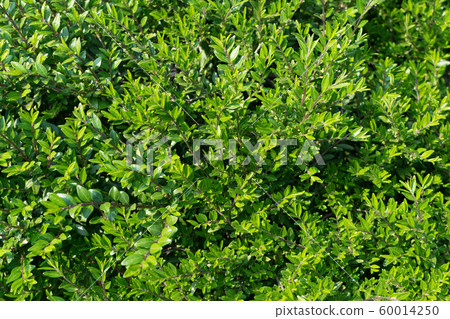 Lonicera pileata, privet honeysuckle or box-leaved Lonicera pileata, privet honeysuckle or box-leaved 60014250