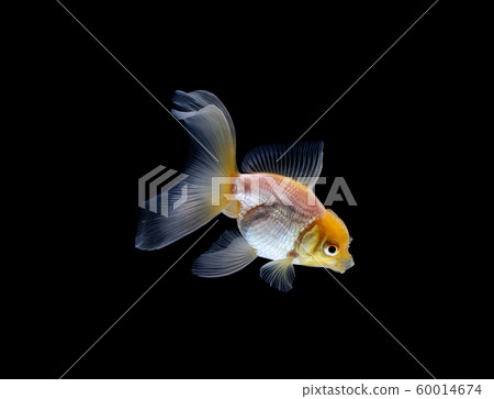 goldfish isolated on a dark black background 60014674