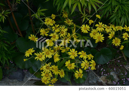 大吳風草 60015051