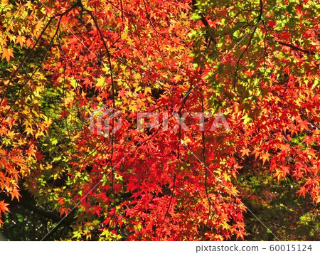 Maple autumn leaves 2019 60015124