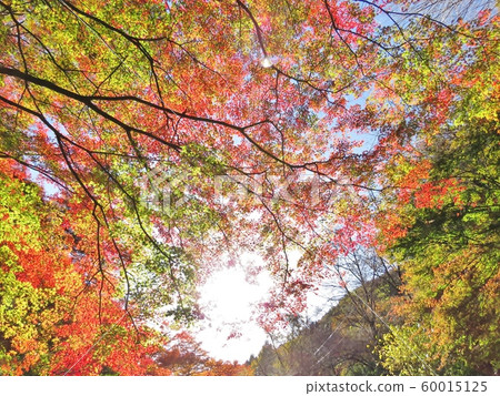 Maple autumn leaves 2019 60015125