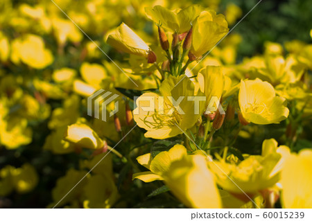Yellow flowers of Oenothera, evening primrose, Yellow flowers of Oenothera, evening primrose, 60015239
